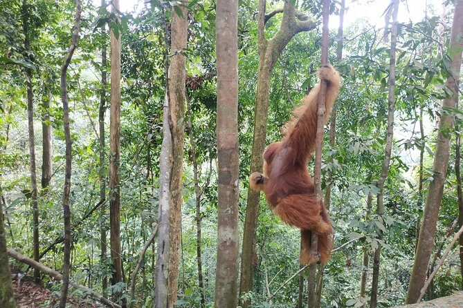 Wonderful 7 Days North Sumatra Tour (Include: 2 Days 1 Night Jungle Trekking) - Journeying to Volcanic Berastagi