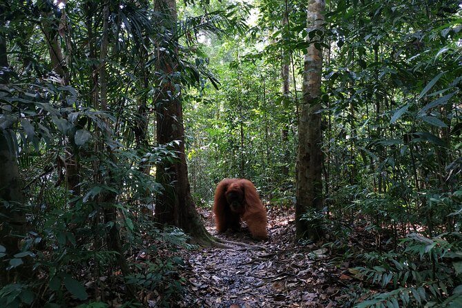 Wonderful 7 Days North Sumatra Tour (Include: 2 Days 1 Night Jungle Trekking) - Frequently Asked Questions