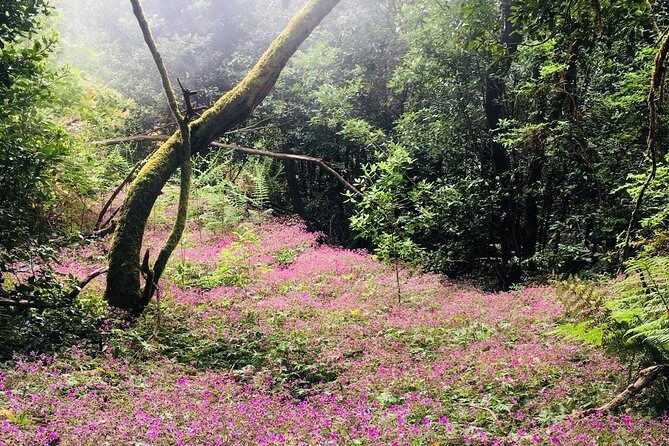Wonderful hike through the Magic Forest of Tenerife - The Practicalities — What You Need to Know