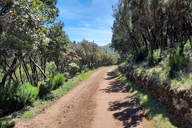 Wonderful hike through the Magic Forest of Tenerife - Who Will Love This Tour?