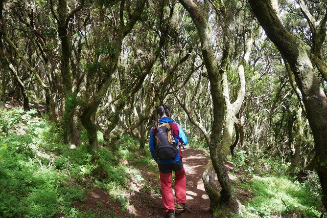 Wonderful hike through the Magic Forest of Tenerife - The Sum Up
