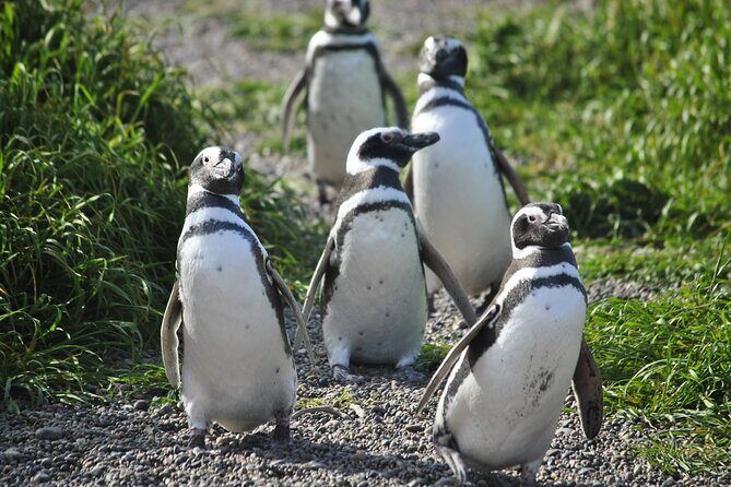 Wonderful Punta Tombo Penguin Rookery Tour for Cruise Passengers - Experience the Charm of Patagonia with the Punta Tombo Penguin Rookery Tour
