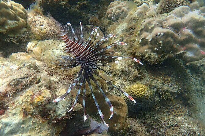 Wonderful Snorkeling Trip from Manila! updated 2023*** - FAQ