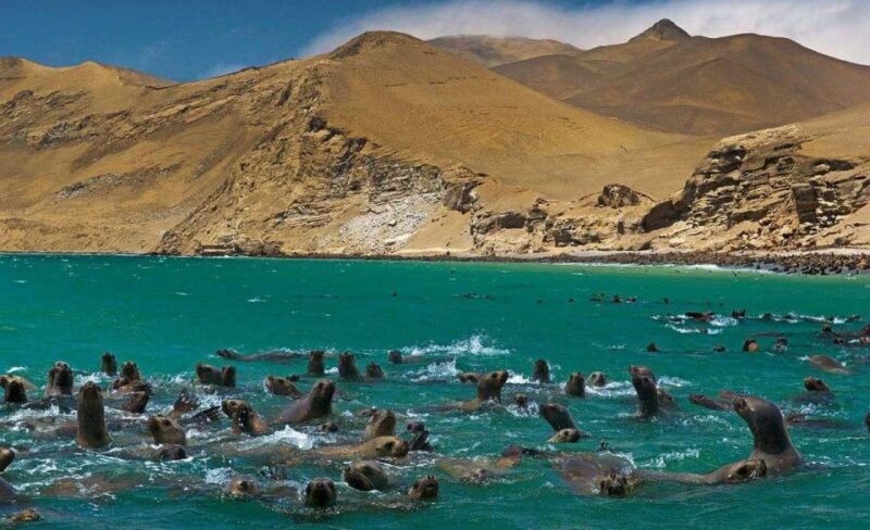Wonders of Paracas: Ballestas Islands and National Reserve - FAQ