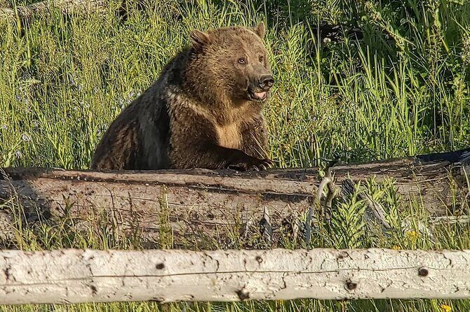 Wonders of Yellowstone Lower Loop Private Tour with Lunch - An In-Depth Look at the Wonders of Yellowstones Lower Loop