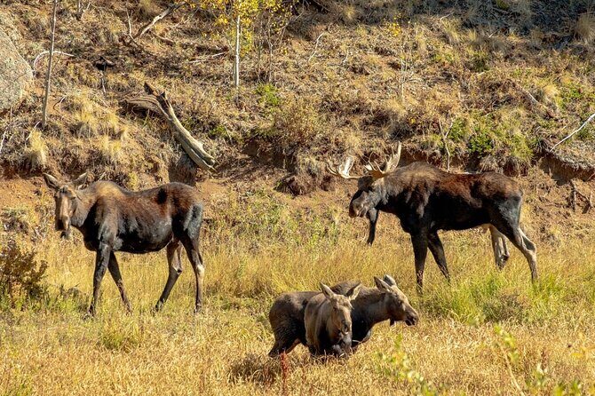 Woodland Park: 2 Hour Guided Wildlife Sunset UTV Tour - You Drive - Who Should Consider This Tour?