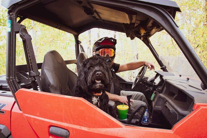 Woodland Park: 4-Hour Self-Guided Mountain UTV Tour - You Drive - The Sum Up