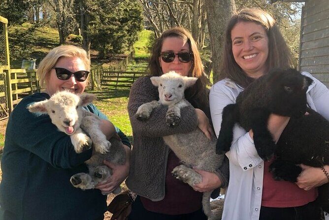 Wool Sheep Farm Experience with Handmade Wool Hat in New Zealand - Key Points