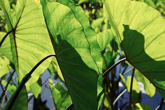 Work with Native Reforestation and Polynesian Agriculture in Maui - Key Points