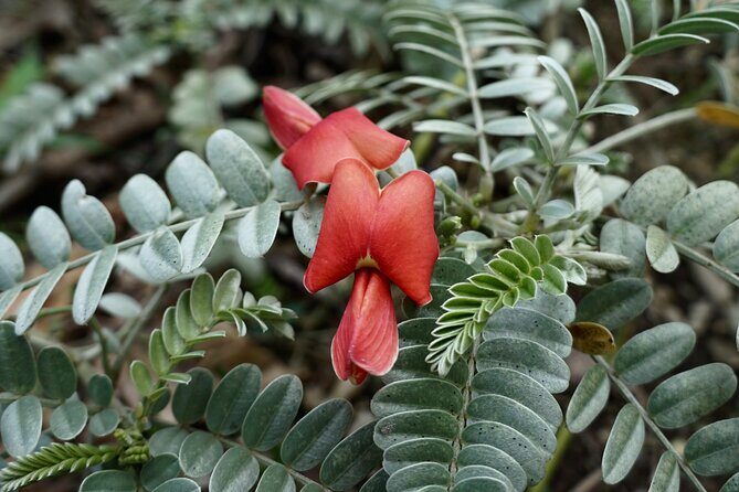 Work with Native Reforestation and Polynesian Agriculture in Maui - A Detailed Look at the Maui Native Reforestation and Polynesian Agriculture Tour