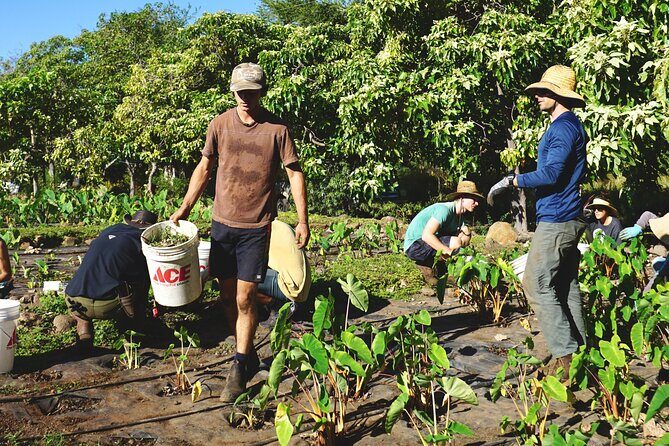Work with Native Reforestation and Polynesian Agriculture in Maui - FAQs