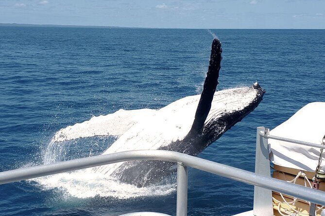 World class Whale Watching from Hervey Bay - Exploring Hervey Bay Whale Watching: What You Can Expect