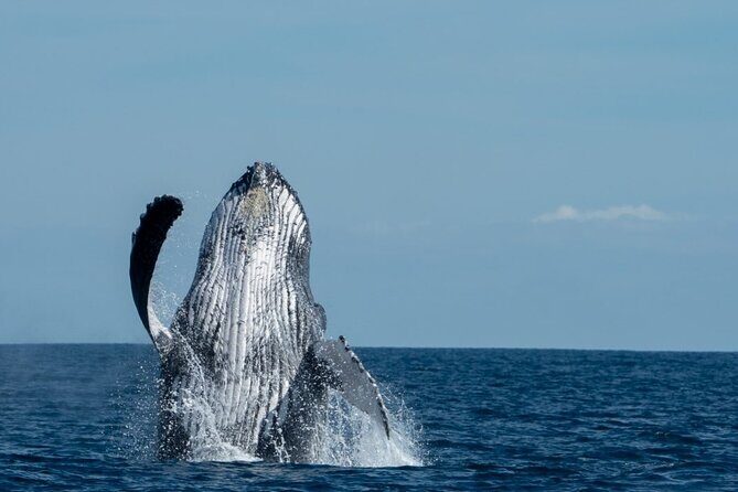 World Class Whale Watching with Breakfast and Open Bar - The Experience in Detail