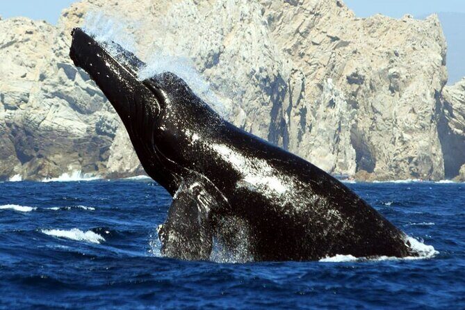 World Class Whale Watching with Breakfast and Open Bar - Frequently Asked Questions