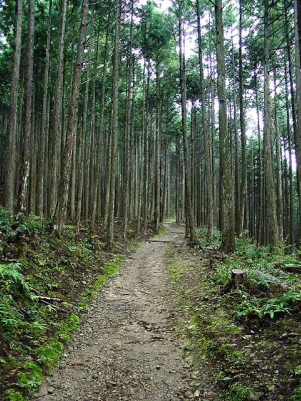 World Heritage KumanoKodo Hiking Tour - A cedar-lined approach to the Kumano Kodo