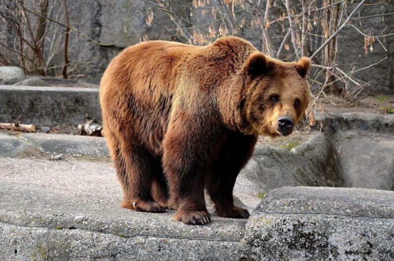 Wroclaw: Zoo with Private Transport and Tickets - An In-Depth Look at the Wroclaw Zoo Tour