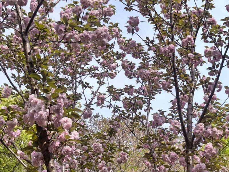 Wuhan: Sakura Blossom Tour with Hanfu Costume Try-On - Key Points