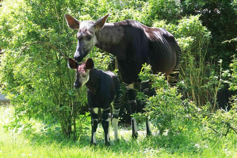 Wuppertal: Admission to the Wuppertal Green Zoo - Who Is This Zoo Best For?