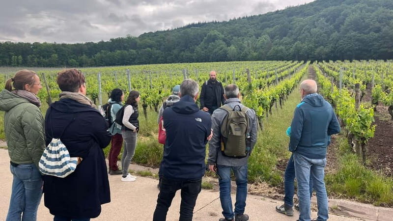 Würzburg: Excursion to the vineyards - enjoyable wine hike & tasting - An In-Depth Look at the Würzburg Vineyard Tour