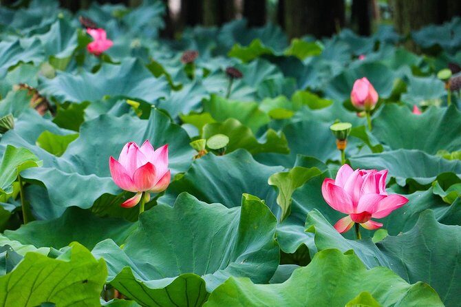 Wuxi Lingshan Buddhist Scenic Spot and Tai Lake Private Tour - A Close Look at the Experience