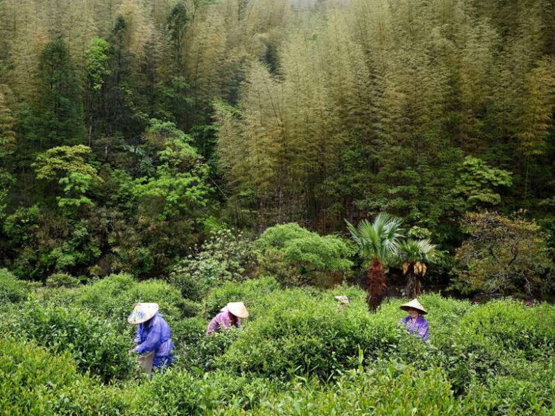 Wuyishan: 3-Day Tea Culture and Bamboo Rafting Tour - Discovering Wuyishan’s Natural and Cultural Charms