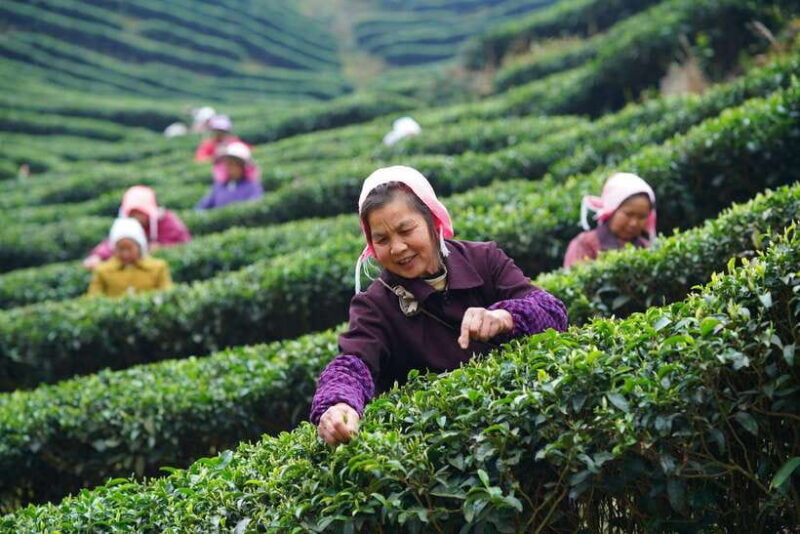 Wuyishan: 3-Day Tea Culture and Bamboo Rafting Tour - Detailed Itinerary Breakdown