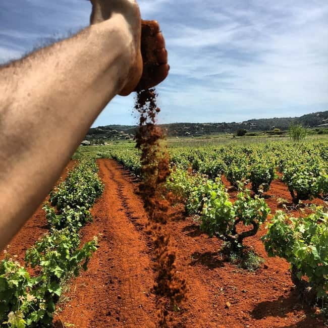Xalo: Vineyard Tour with Wine Tasting and Snacks - Value and Practical Details