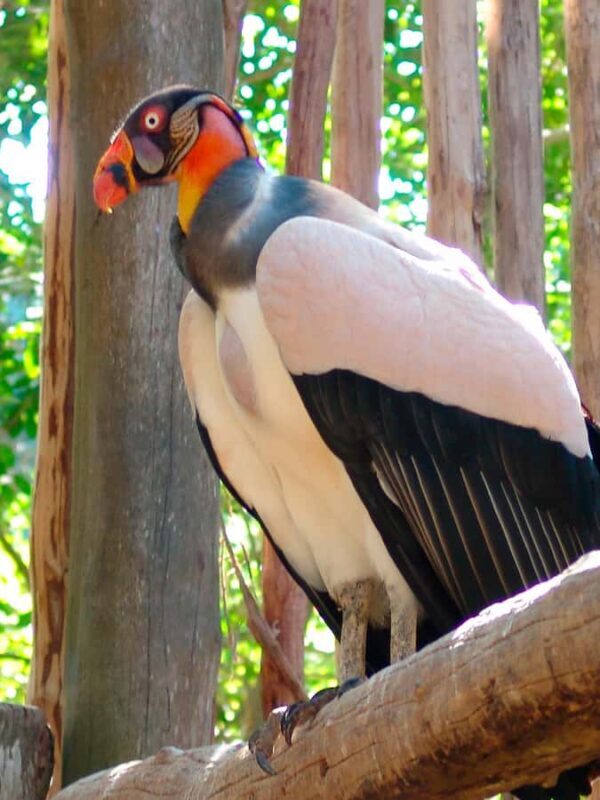 Xcaret Plus Ticket - Discovering Xcaret Plus: A Full-Day Adventure in Quintana Roo