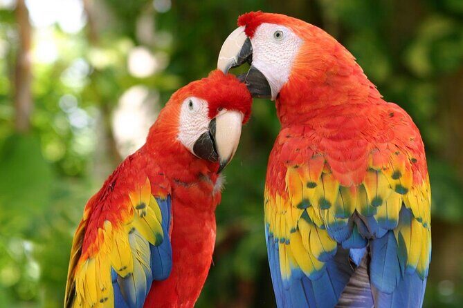 Xcaret Plus! Transportation Included from Cancun & Riviera Maya - Key Points