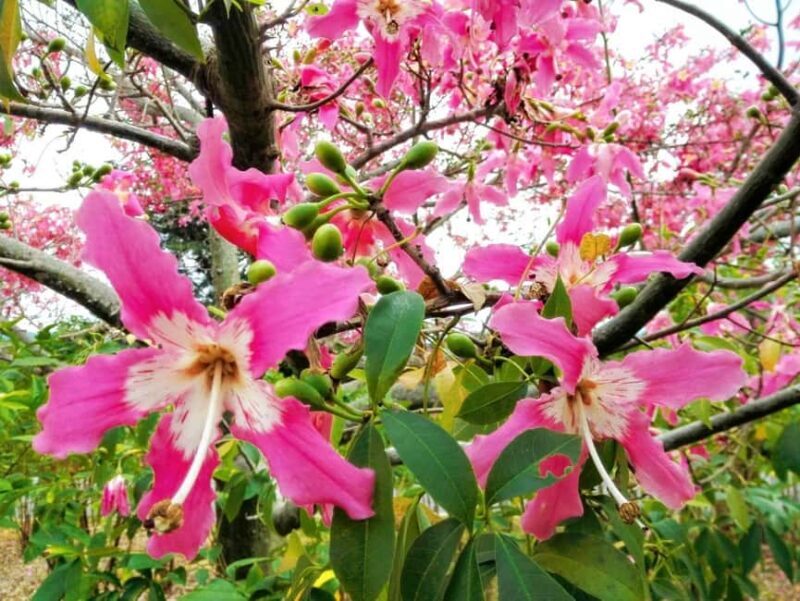 Xishuangbanna: Botanical Garden and Dai Garden 1-Day Tour - Key Points