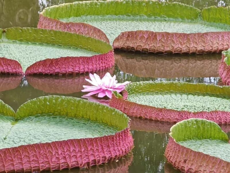 Xishuangbanna: Botanical Garden and Dai Garden 1-Day Tour - An In-Depth Look at the Xishuangbanna Experience