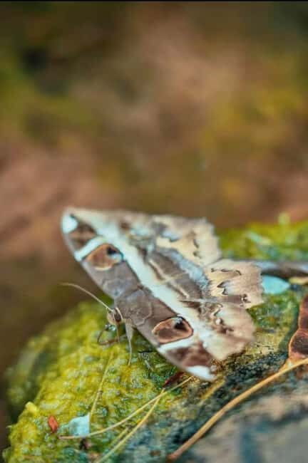 Xishuangbanna: hiking in the rain forest of Jinuo Mountain - Key Points