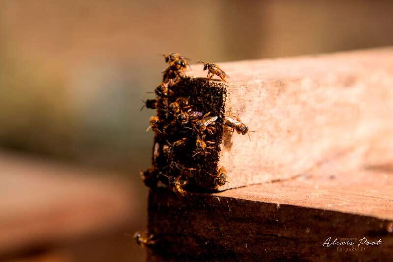 Xkopek, Mayan Bees Tour and Honey Tasting in Valladolid - Xkopek, Mayan Bees Tour and Honey Tasting in Valladolid