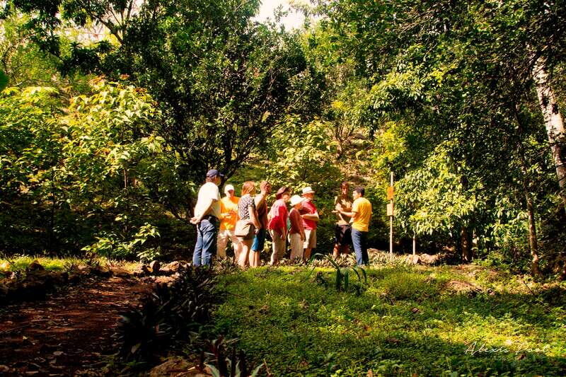 Xkopek, Mayan Bees Tour and Honey Tasting in Valladolid - An In-Depth Look at the Mayan Bees Tour