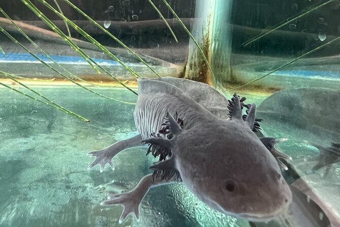 Xochimilco Boat Ride with Kids - FAQ about the Xochimilco Boat Ride with Kids