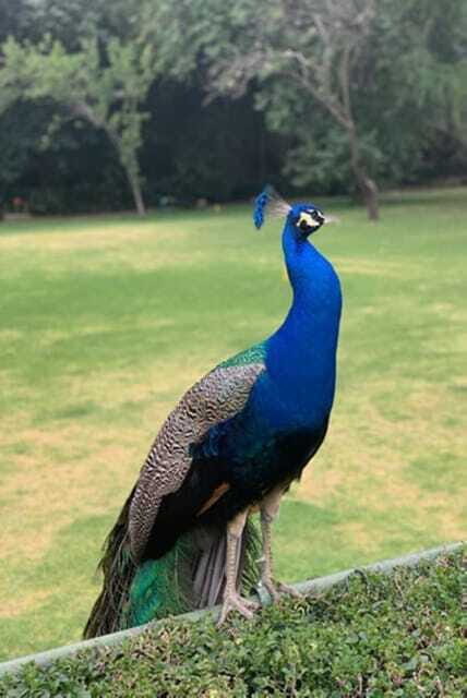 Xochimilco Canals and the Treasures of Coyoacán Tour - The Sum Up