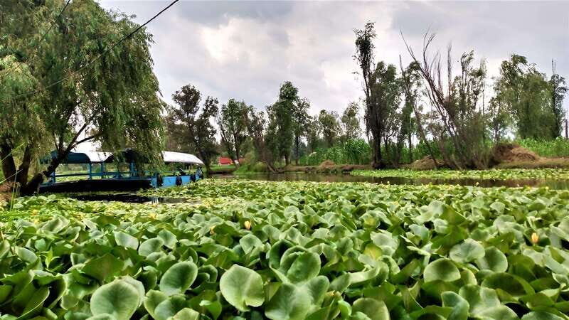 Xochimilco Day Trip: Farmland Food and Hop on a Trajinera - Final Thoughts