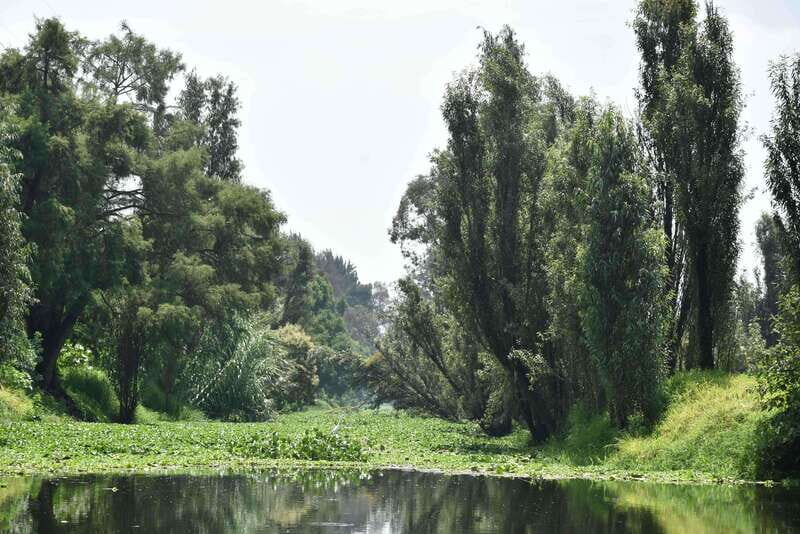 Xochimilco Serene: A Calm Cultural Escape from the Crowds - Final Thoughts: Is the Xochimilco Serene Tour Right for You?