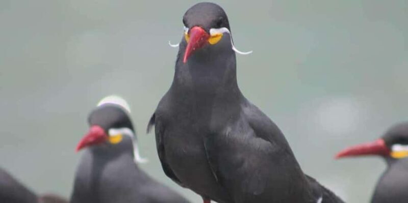 Yacht tour around the Palomino Island - The Sum Up