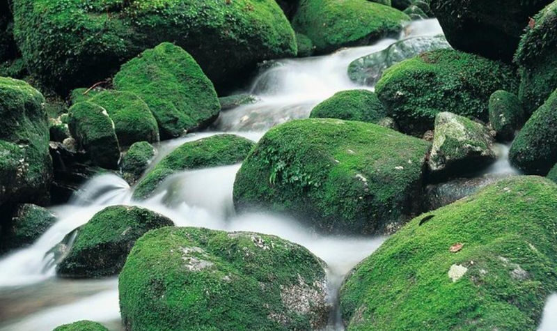 Yakushima 1 day Shiratani Unsuikyo Walking - A forest walk with a mountain reward