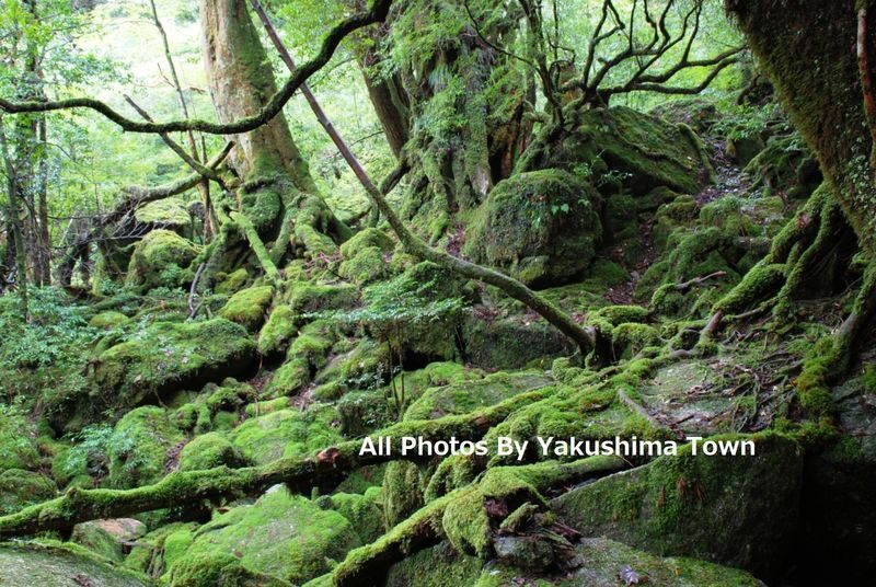 Yakushima 1 day Shiratani Unsuikyo Walking - Why a guide matters here