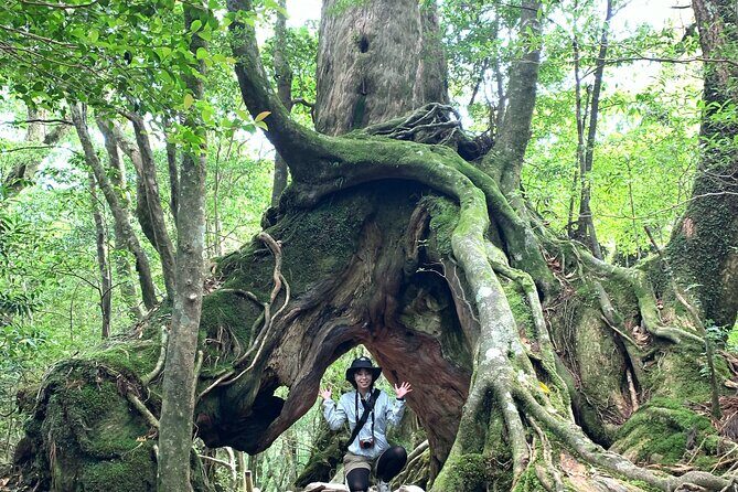 Yakushima 1 day SHIRATANI UNSUIKYO Walking with ENGLISH Speaking Guide - Who Will Love This Tour?