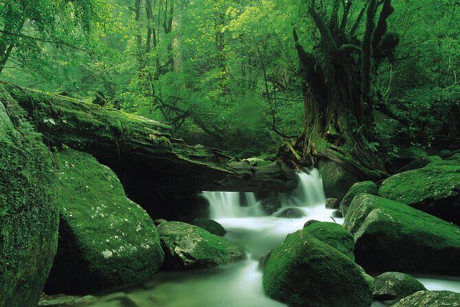 Yakushima 1 day SHIRATANI UNSUIKYO Walking with ENGLISH Speaking Guide - Frequently Asked Questions (FAQs)