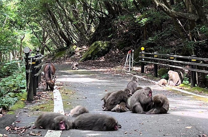 Yakushima Electric Bike Rentals - Who Should Consider This Experience