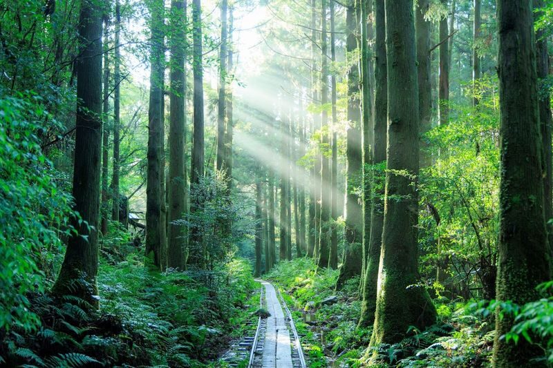 Yakushima Hiking Tour - At a glance