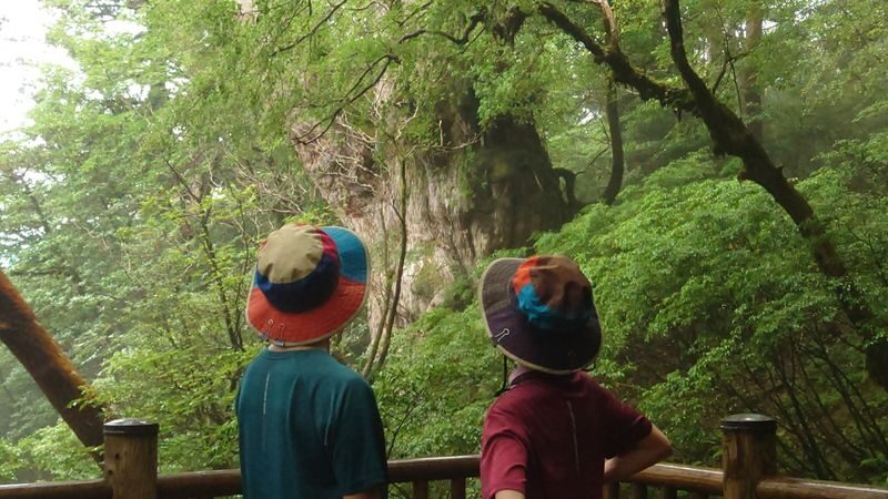 Yakushima Hiking Tour - Choose the hike that fits your day