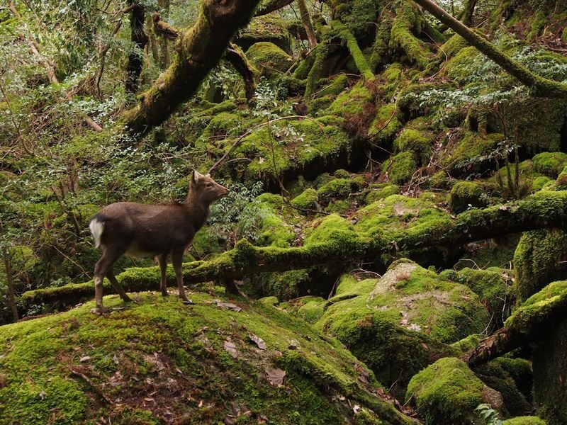 Yakushima Hiking Tour - A small group changes the feel
