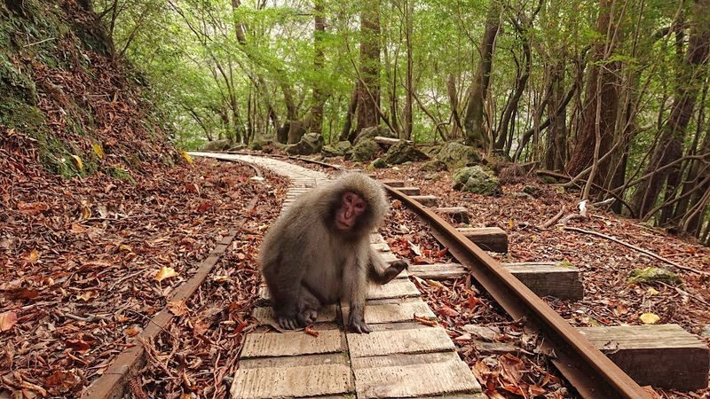 Yakushima Hiking Tour - The day starts early and ends around 5