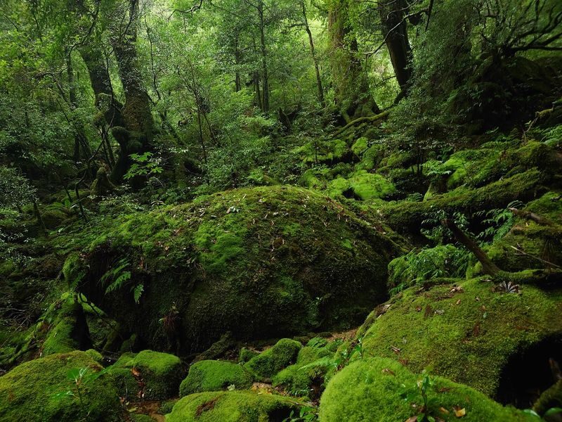 Yakushima Hiking Tour - Bring food, and prepare for wet weather