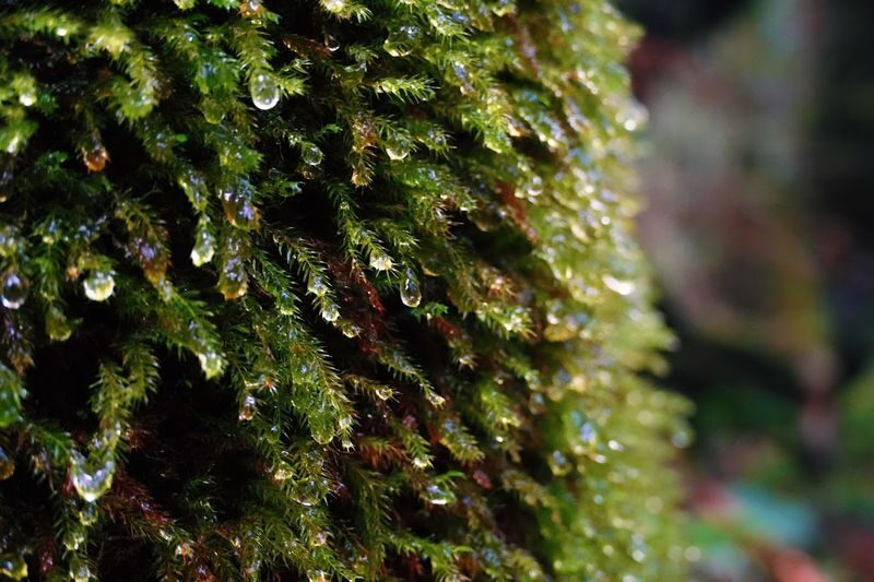 Yakushima Hiking Tour - Price, age limits, and booking terms